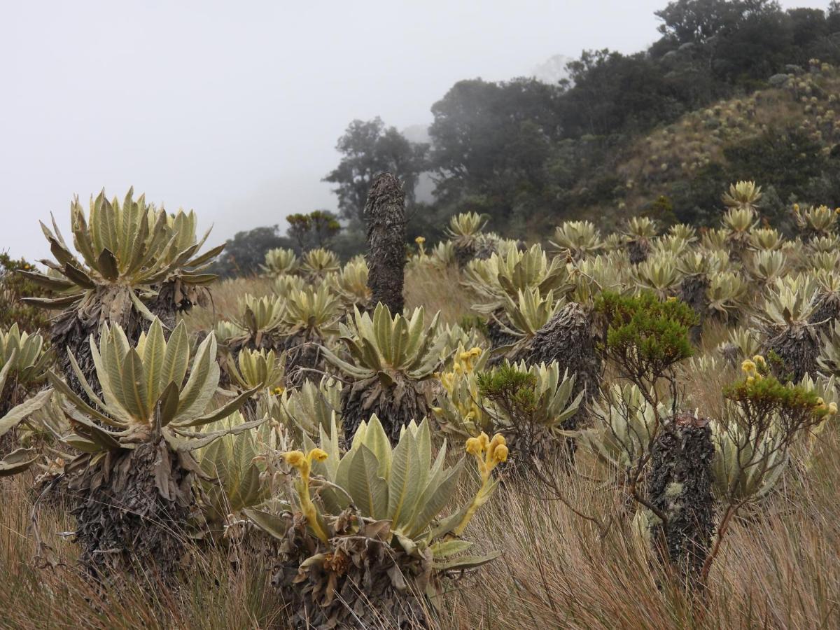Pijao Finca Tradicional El Otono المظهر الخارجي الصورة