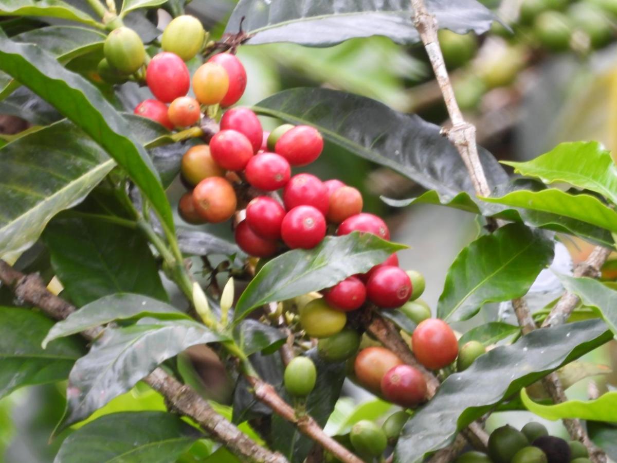 Pijao Finca Tradicional El Otono المظهر الخارجي الصورة